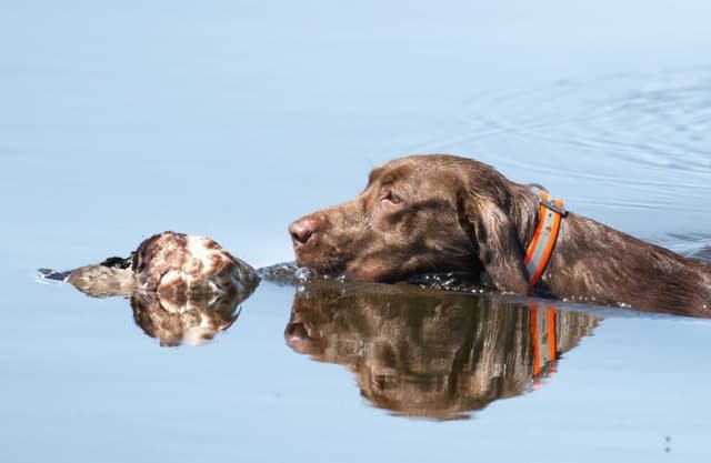 Labrador Retriever Puppies media 3