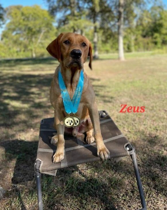 Labrador Retriever Puppies media 9