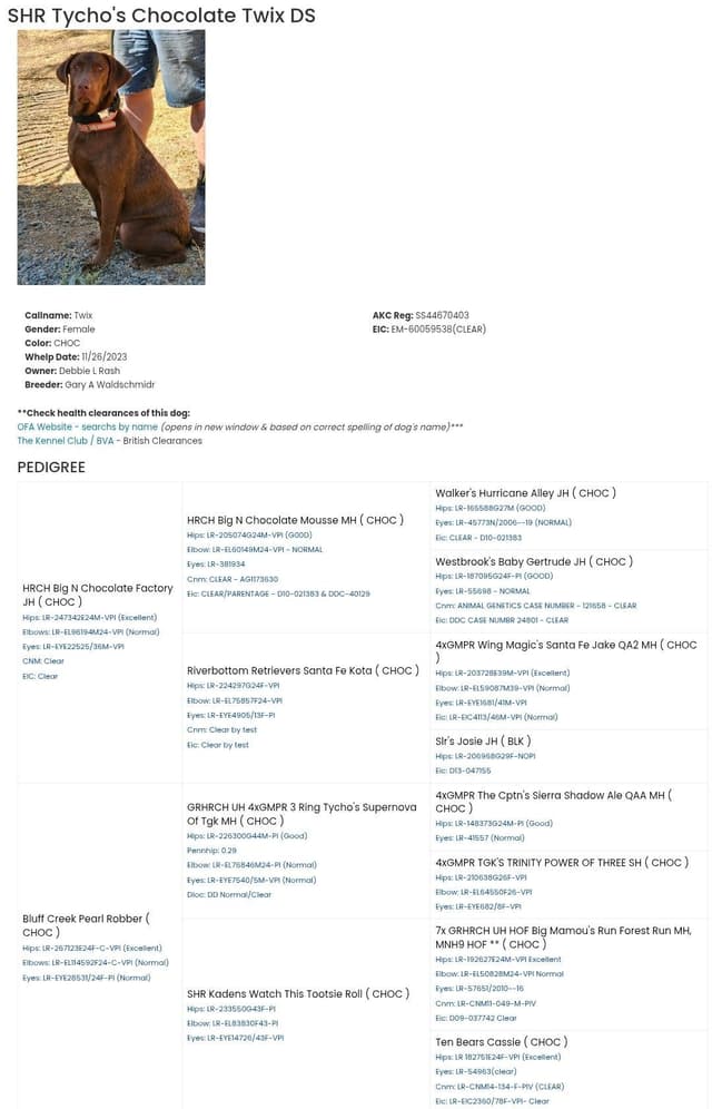 Labrador Retriever Puppies media 15