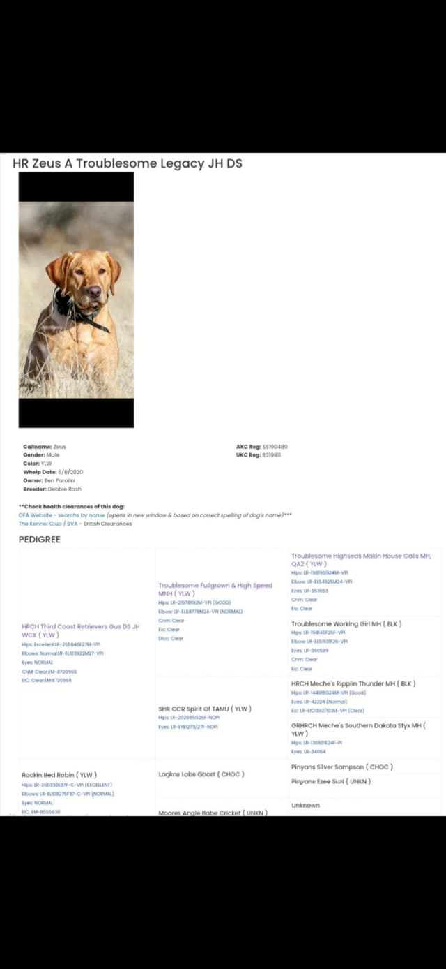 Labrador Retriever Puppies media 16