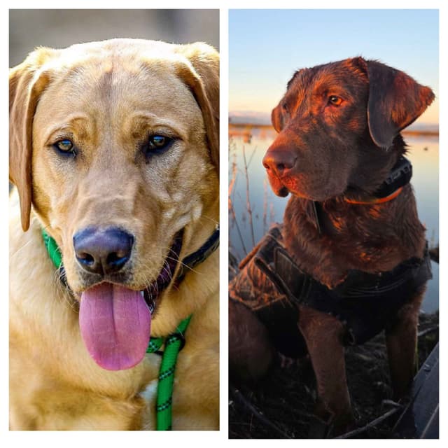 Labrador Retriever Puppies media 17