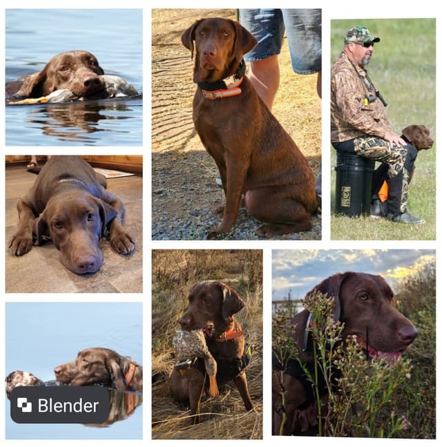 Labrador Retriever Puppies media 18