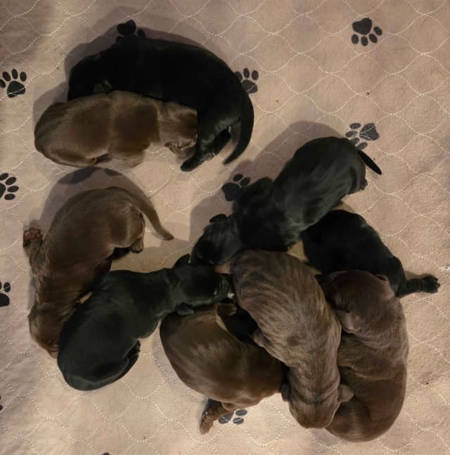 Labrador Retriever Puppies media 19