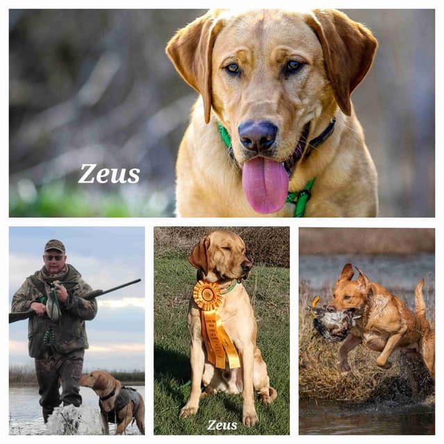 Labrador Retriever Puppies media 20