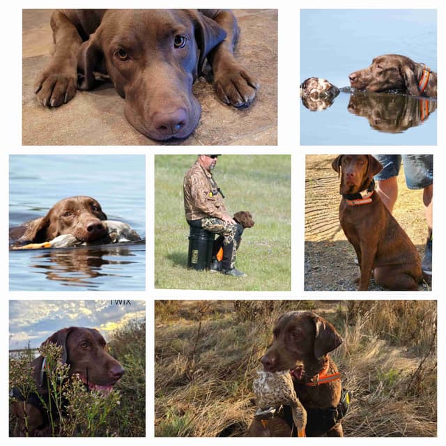 Labrador Retriever Puppies media 21