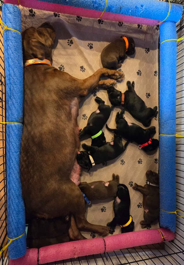 Labrador Retriever Puppies media 22