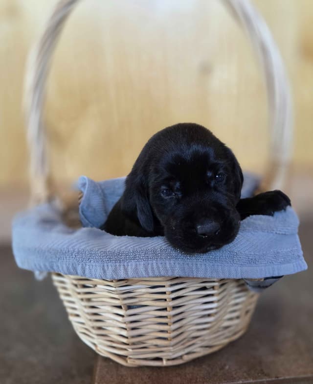 Labrador Retriever Puppies media 23