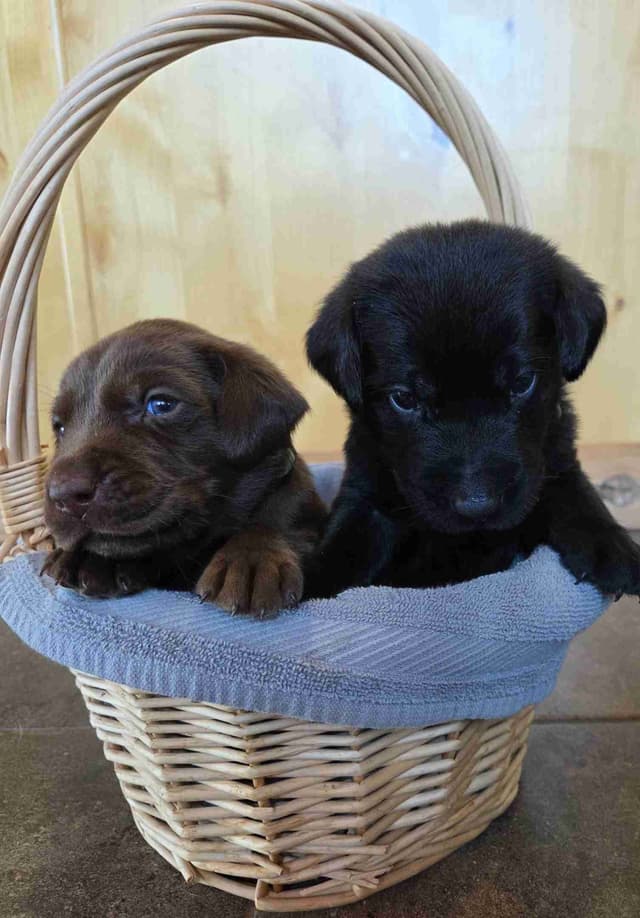 Labrador Retriever Puppies media 24