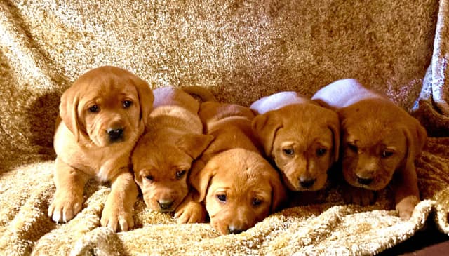 Labrador Retriever Puppies media 2