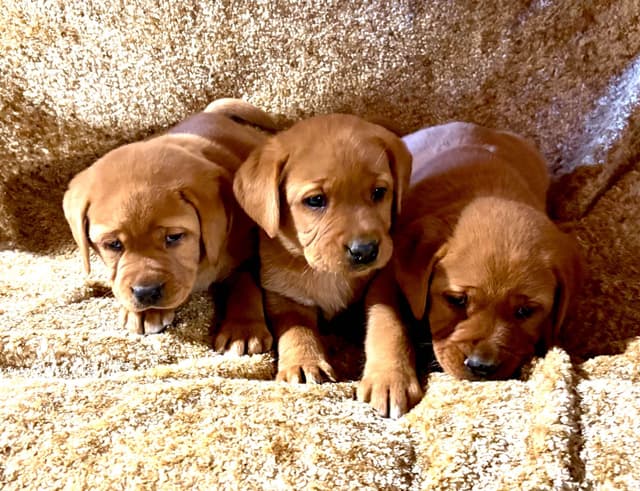 Labrador Retriever Puppies media 3