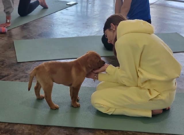Labrador Retriever Puppies media 6