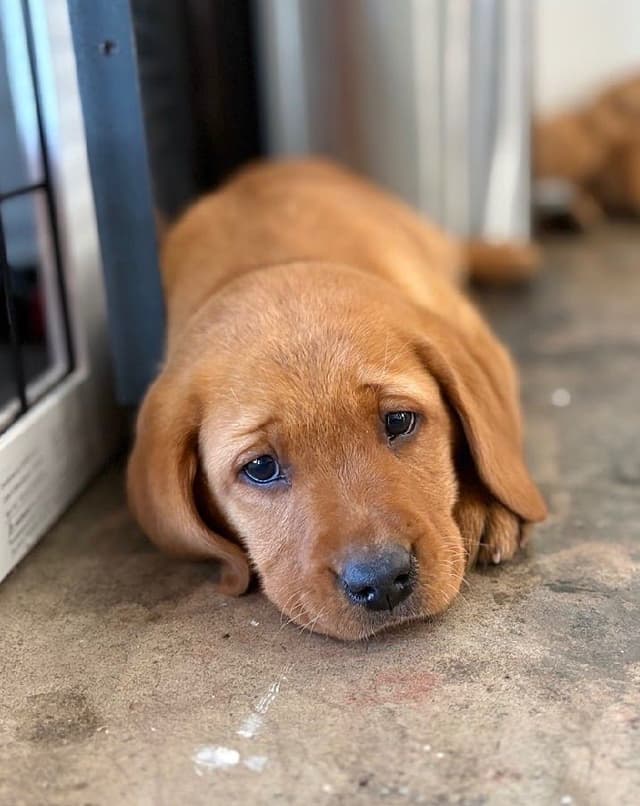 Labrador Retriever Puppies media 7