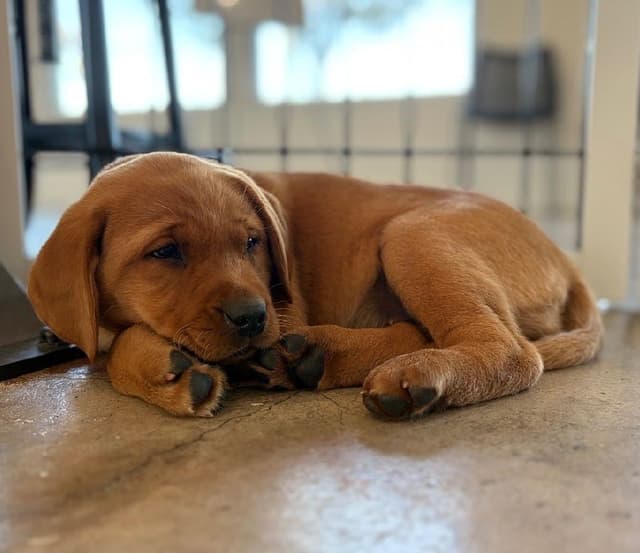 Labrador Retriever Puppies media 8