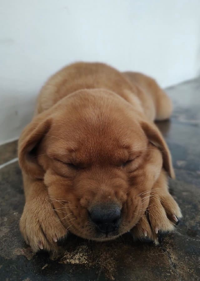 Labrador Retriever Puppies media 10