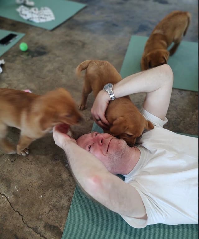 Labrador Retriever Puppies media 11
