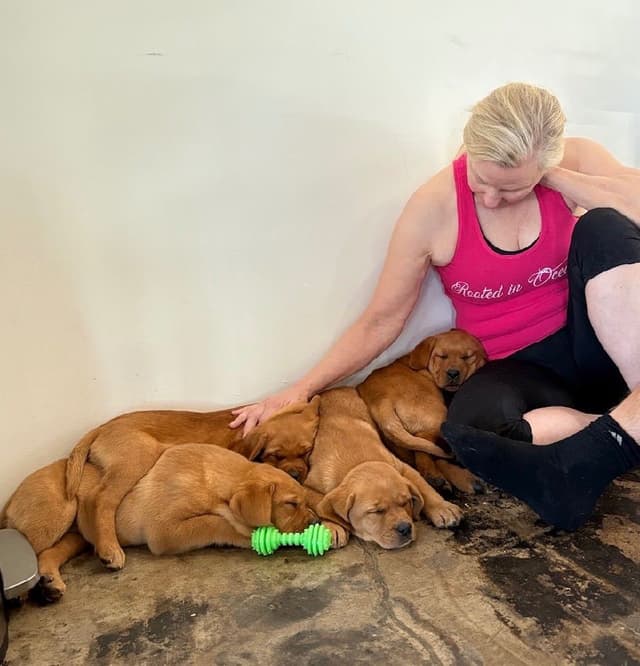 Labrador Retriever Puppies media 12