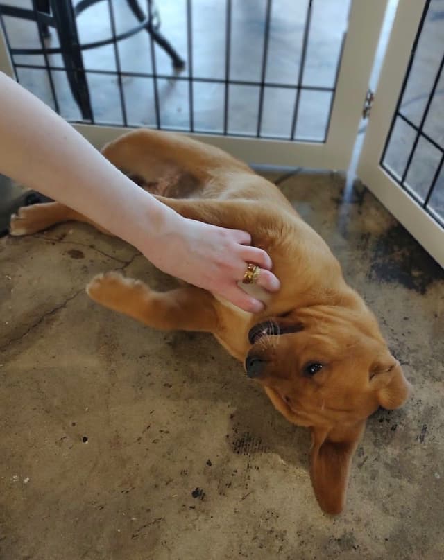 Labrador Retriever Puppies media 14