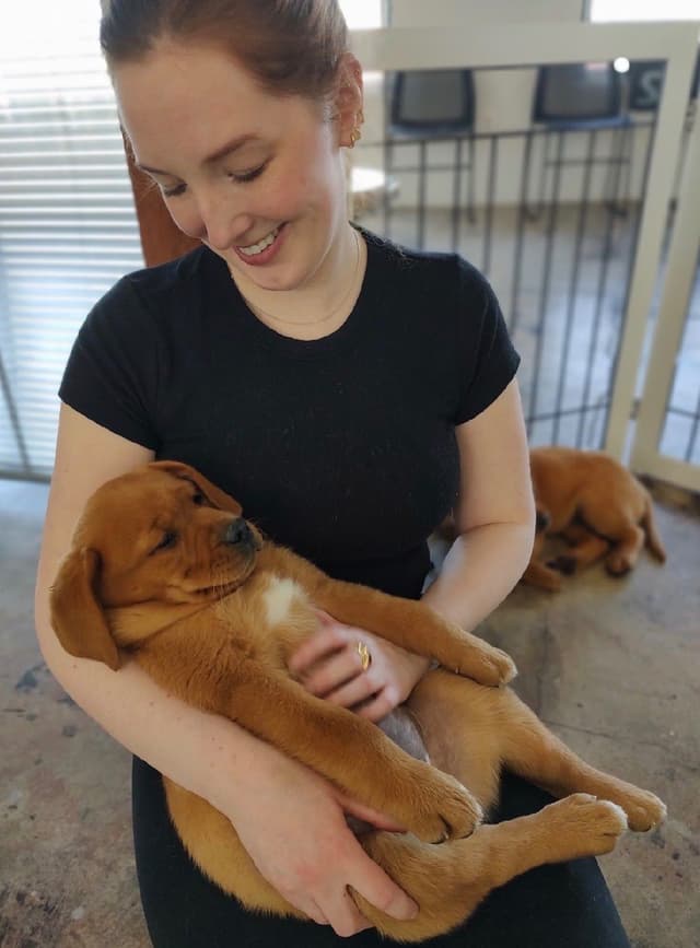 Labrador Retriever Puppies media 16