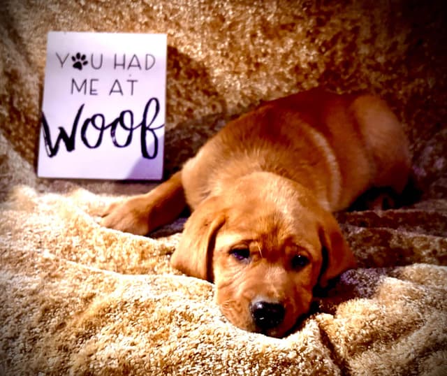 Labrador Retriever Puppies media 18