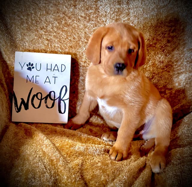 Labrador Retriever Puppies media 19