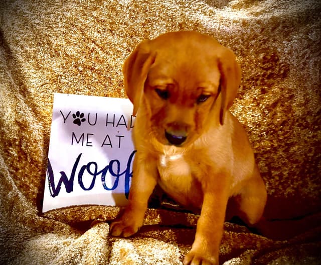 Labrador Retriever Puppies media 20