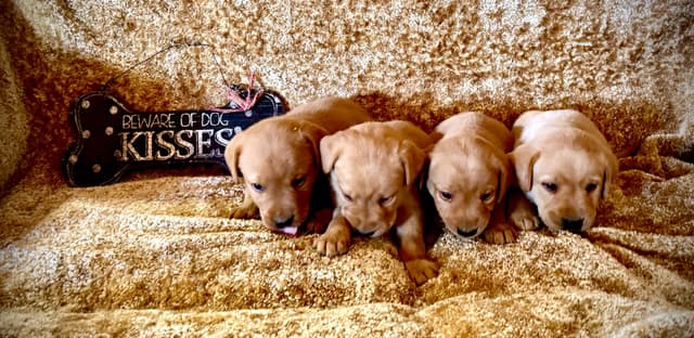 AKC Fox-Red and yellow Labrador Retrievers media 3
