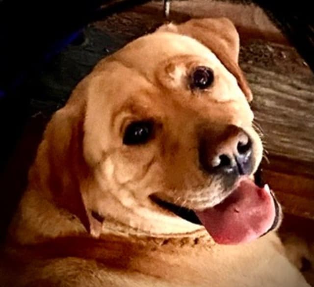 AKC Fox-Red and yellow Labrador Retrievers media 5