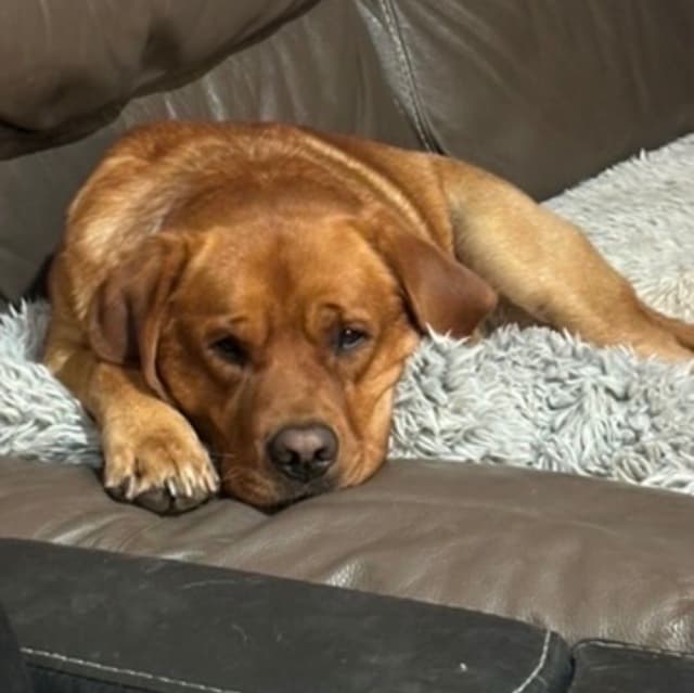 AKC Fox-Red and yellow Labrador Retrievers media 4