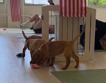 AKC Fox-Red and yellow Labrador Retrievers media 6
