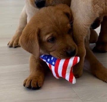 AKC Fox-Red and yellow Labrador Retrievers media 7