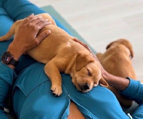 AKC Fox-Red and yellow Labrador Retrievers media 8