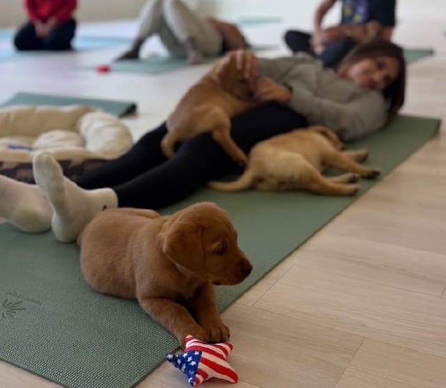 AKC Fox-Red and yellow Labrador Retrievers media 9