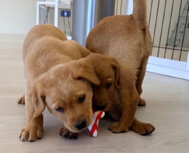 AKC Fox-Red and yellow Labrador Retrievers media 10