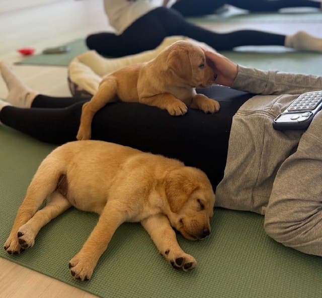AKC Fox-Red and yellow Labrador Retrievers media 22