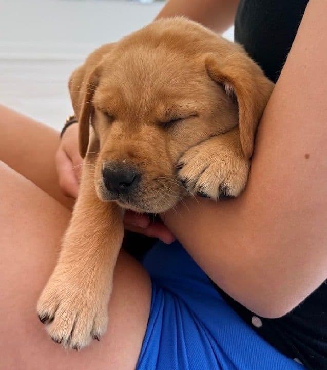 AKC Fox-Red and yellow Labrador Retrievers media 16