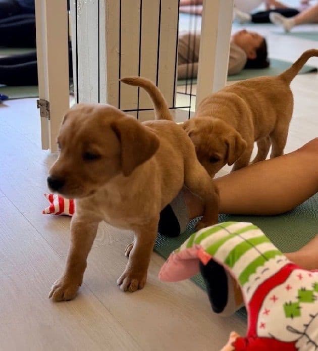 AKC Fox-Red and yellow Labrador Retrievers media 15