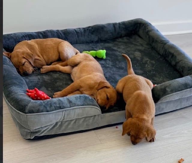 AKC Fox-Red and yellow Labrador Retrievers media 14