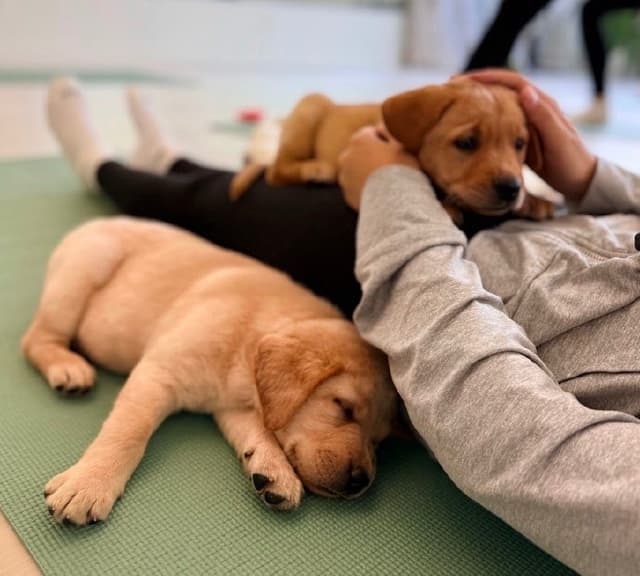 AKC Fox-Red and yellow Labrador Retrievers media 19