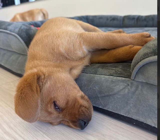 AKC Fox-Red and yellow Labrador Retrievers media 17