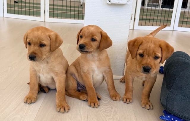 AKC Fox-Red and yellow Labrador Retrievers media 18