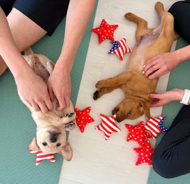 AKC Fox-Red and yellow Labrador Retrievers media 24