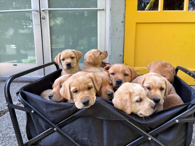 AKC Fox-Red and yellow Labrador Retrievers media 27