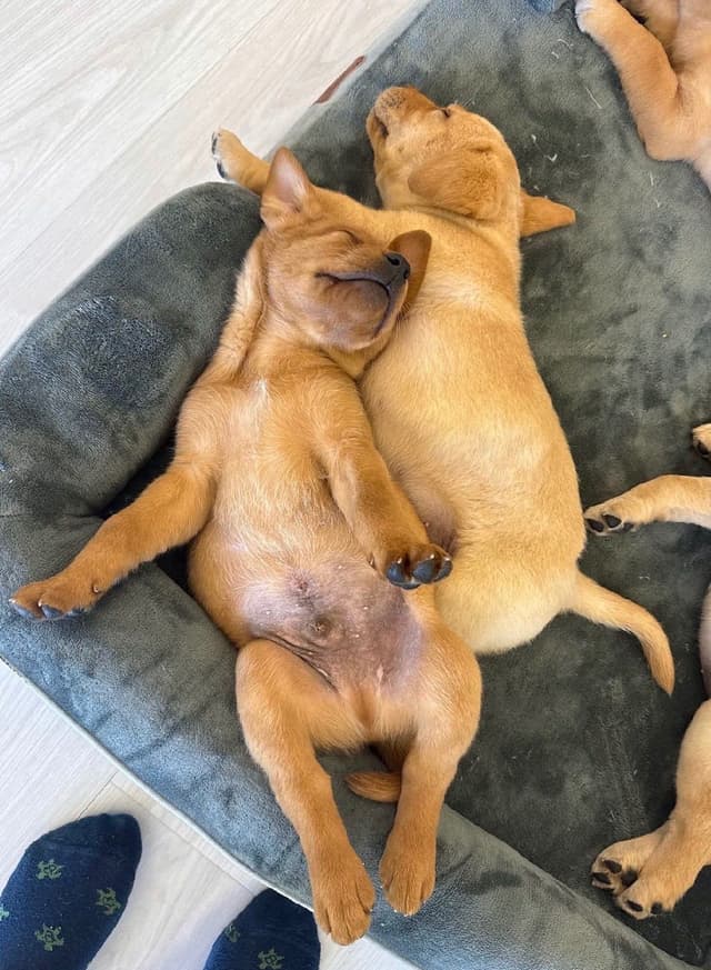 AKC Fox-Red and yellow Labrador Retrievers media 26