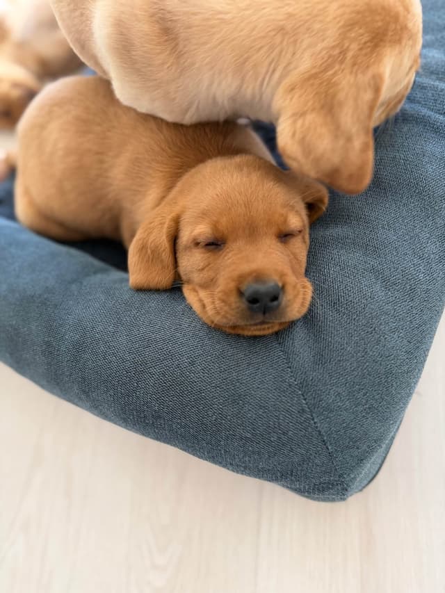 AKC Fox-Red and yellow Labrador Retrievers media 28