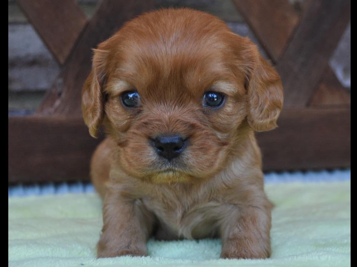 Cavalier King Charles Spaniel Puppies breeder image 1