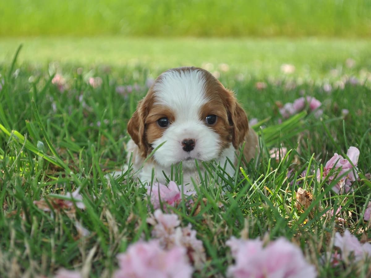 Cavalier King Charles Spaniel Puppies breeder image 4