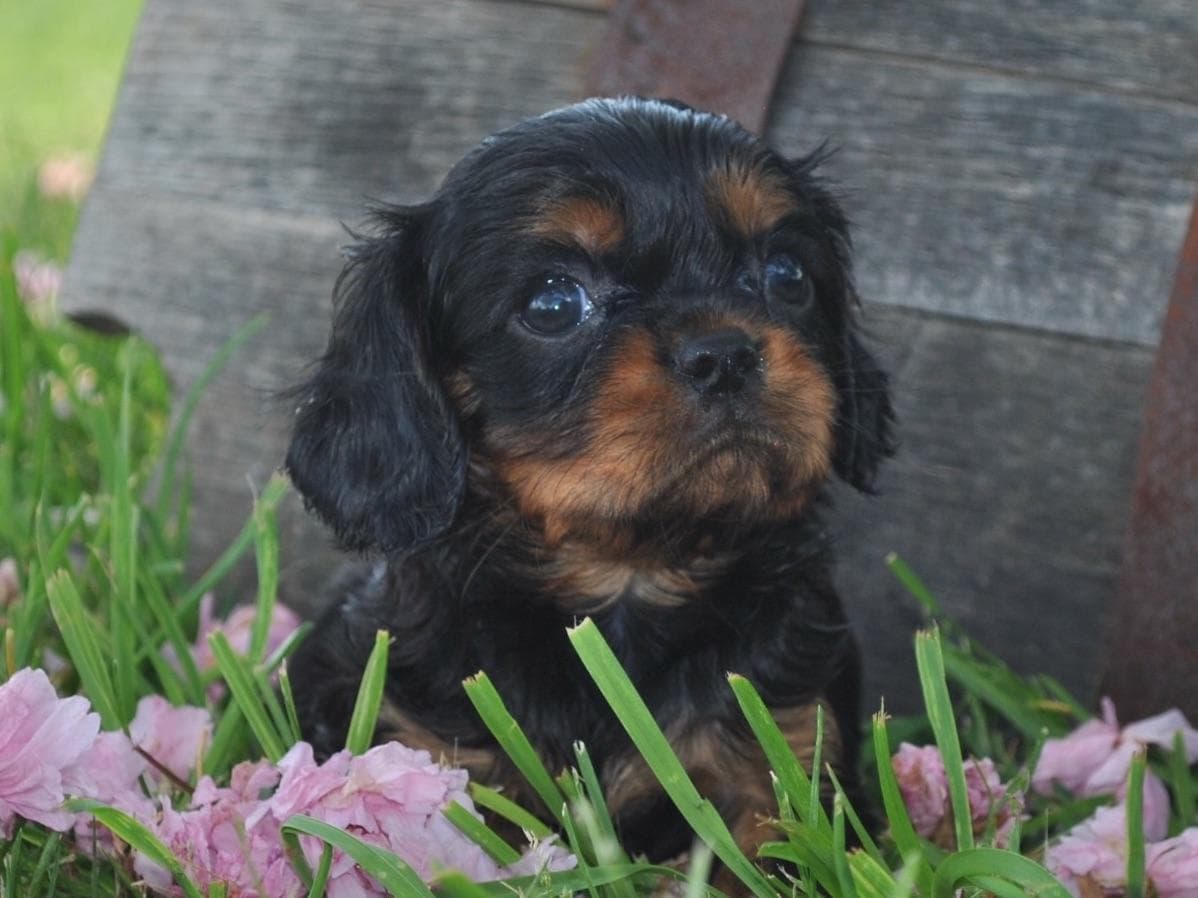 Cavalier King Charles Spaniel Puppies breeder image 5