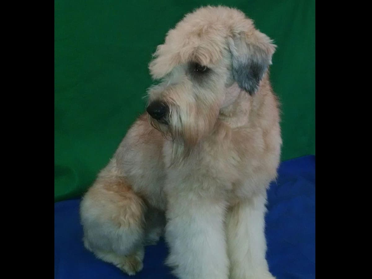 Soft Coated Wheaten Terrier Puppies breeder image 1