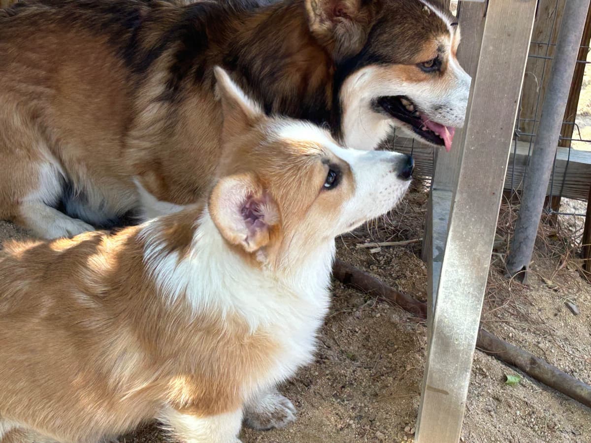 Pembroke Welsh Corgi Puppies breeder image 1