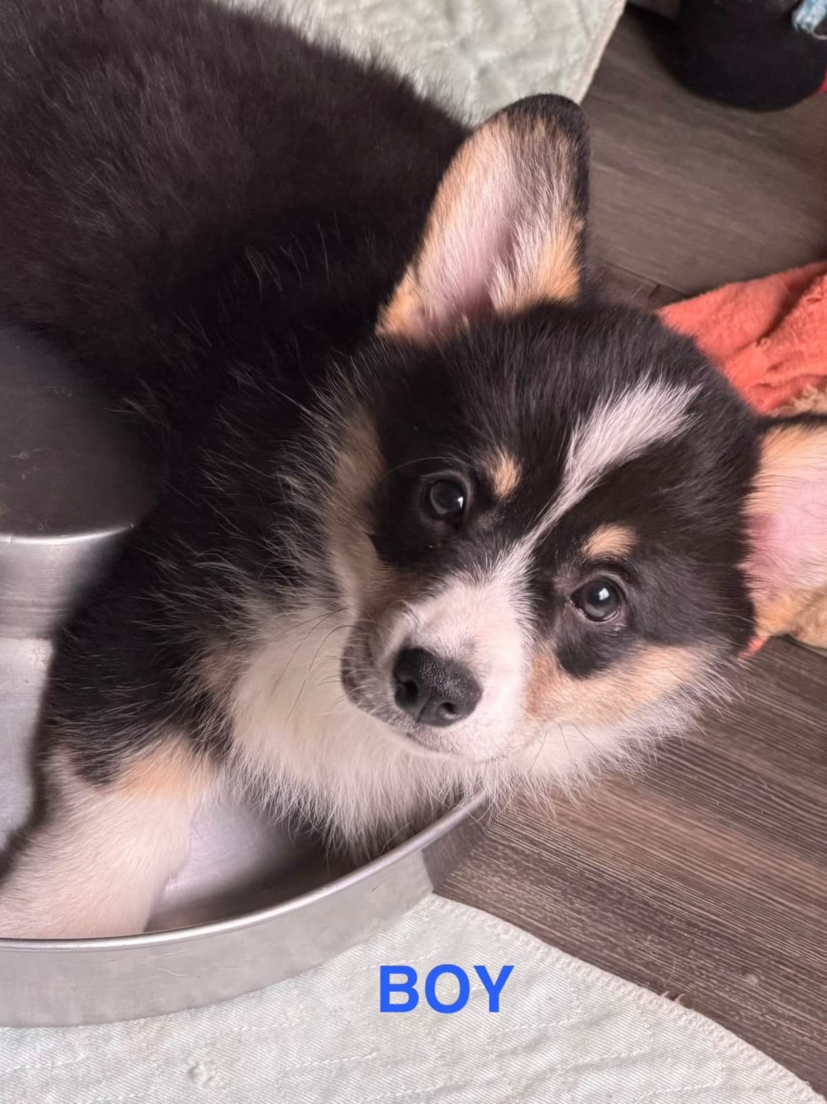 Pembroke Welsh Corgi Puppies breeder image 3